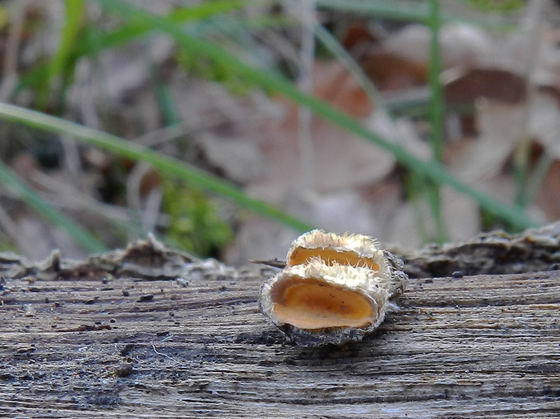 Solito Stereum ? (Stereum hirsutum)